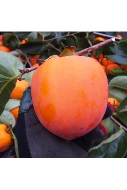 Хурма Українка (рання) самоплідна